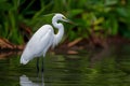 Egret standing calmly, poised for fishing, tranquil nature scene