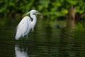 Egret standing calmly, poised for fishing, tranquil nature scene