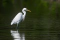 Egret standing calmly, poised for fishing, tranquil nature scene