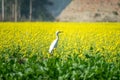 Egret standing inside a mustard flower field. Royalty Free Stock Photo