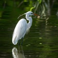 Egret standing on pond, graceful bird observing serene waterscape