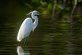 Egret standing on pond, graceful bird observing serene waterscape