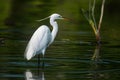 Egret standing on pond, graceful bird observing serene waterscape