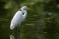 Egret standing on pond, graceful bird observing serene waterscape