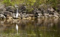 Egret standing with reflection in the pond