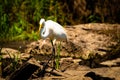 Egret standing on a rock fishing
