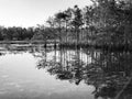 egret in the swamp