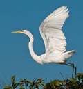Egret Takeoff Royalty Free Stock Photo