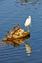 Egret and turtles on rock Royalty Free Stock Photo