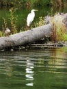 Great Egret on Salmon Creek driftwood in Fingerlakes