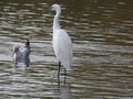 Egret wadding in a stream