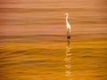 Egret wait hunting on the sea surface