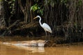 Egret Waits On A Fallen Tree On A Jungle River