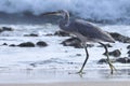 Egret walking on the beach. Water bird. Royalty Free Stock Photo