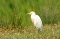 Egret walks through the rice fields Royalty Free Stock Photo