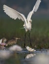 Egret in water lily pond Royalty Free Stock Photo