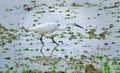 Egret in water Royalty Free Stock Photo