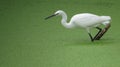 Egret