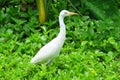 Great egret Ardea alba or great white heron in Moir Gardens, Kauai, Hawaii