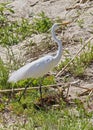 Egret white