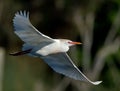 Egret with wings spread