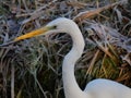 Egret in winter sunlight close up