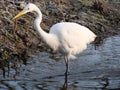 Egret in winter sunlight strolling in the water