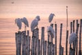 Egrete on branch in the sea Royalty Free Stock Photo