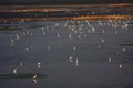 Egrets Royalty Free Stock Photo