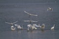 Egrets