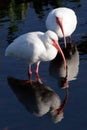 Egrets Royalty Free Stock Photo