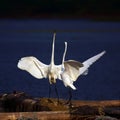 Egrets Royalty Free Stock Photo