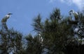 Egrets (Ardea alba) perched on a tree Royalty Free Stock Photo