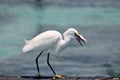 Egrets await fishing catch