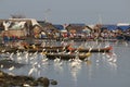 Birds and humans in fishing harbour