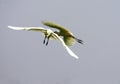 Egrets Bumping