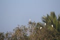 Egrets flock on a distant tree in the evening time just before they get their nest or home. Found these very busy with activities