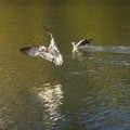 Egrets fly freely around the Potala Palace