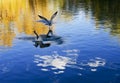 Egrets fly freely around the Potala Palace