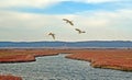 Egrets fly over the ponds, Lagoon, Sandbarmarshy environments