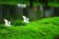 Egrets flying