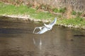 Egrets flying above river. Big birds. Royalty Free Stock Photo