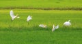 Egrets Flying Royalty Free Stock Photo