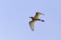 Egrets flying Royalty Free Stock Photo