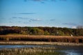 Egrets Flying out of a Marsh Royalty Free Stock Photo