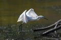 Egrets flying over the river Royalty Free Stock Photo