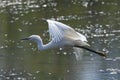 Egrets flying over the river Royalty Free Stock Photo