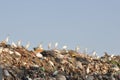 Egrets on the garbage heap