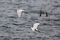 Egrets got caught and made a run for it.