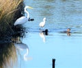The egrets and Hooded Mergansers stick together in the marsh waterway